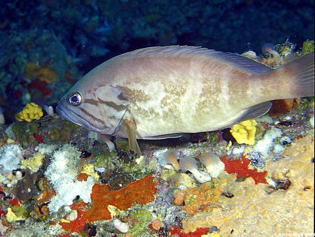 Epinephelus caninus